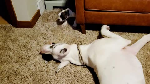 Puppies, Boston Terrier taunting Great Dane