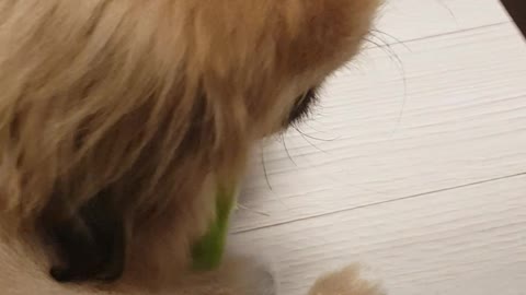 Celery is so delicious, a puppy that eats celery