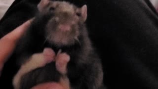 Sammy the spaghetti Rat