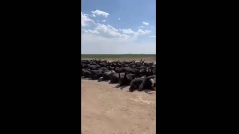 ENERGY WEAPON ATTACK: HORRIFIC footage of 10 thousand dead cattle in Kansas yesterday!!! - Reloaded from Biological Medicine