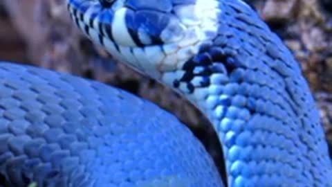 snake king cobra