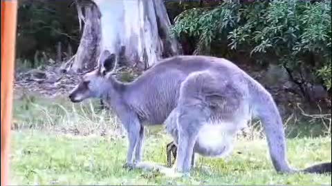 Australia wildlife twice kangaroos | FUNNY WILD Animals Videos [Try not to 🤣 LAUGH]