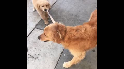 Puppy attempts to take big dog for a walk