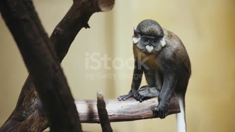 selective focus of cute monkey in zoo