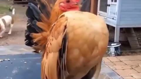 Hen show her six pack