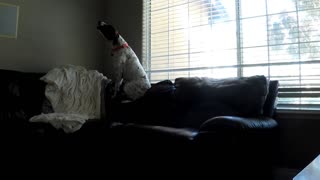 Dog sitting on couch howls at phone ringing