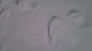 Stepping on the sand of the sea, many people passed by there [Nature & Animals]