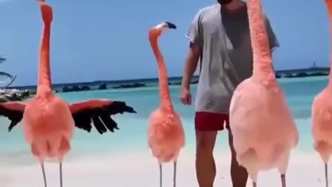 Funy birds flamingo