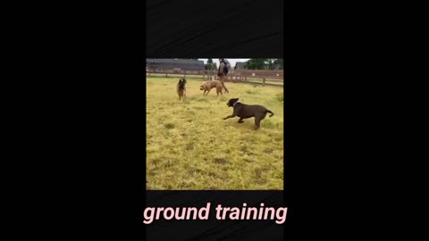 The Disturbing Truth of Cesar millan's Dog training| dog training||