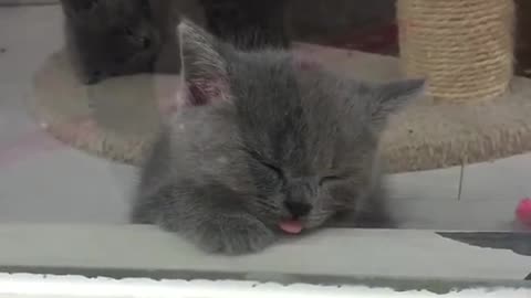 Cat with tongue out