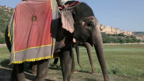 Elephants waiting to carry tourists at Amber Fort near Jaipur, Rajasthan, India, Asia