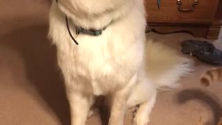 Great Pyrenees Chomps While Trying Treats