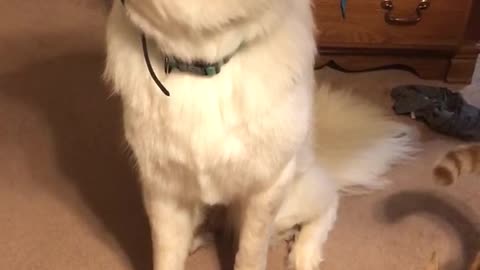 Great Pyrenees Chomps While Trying Treats