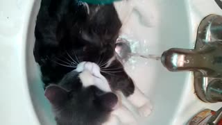 Kitty's First Bath