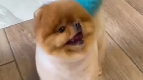 Funny and cute dog video compilation 🐶