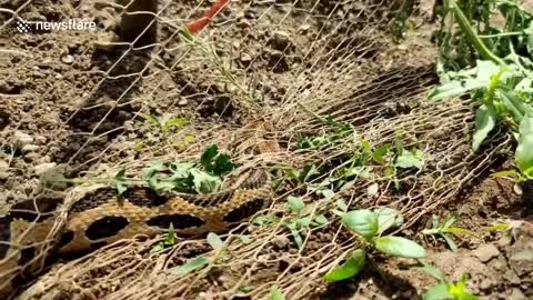 Deadly viper rescued after becoming trapped in fence netting in India