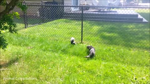 Baby skunk trying to spray LOL!!!