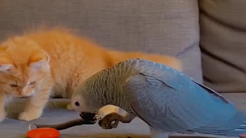 Kitten And Parrot Youngster Share A Very Special Bond