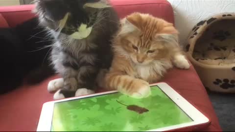 Cats play with tab