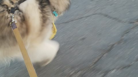 Husky puppy running with his tiny handicapped mama