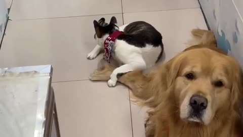 OMG ❤️ So Cute Cat and Dogs Funny Videos #3