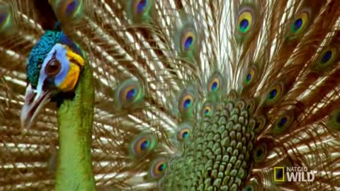 Peacock Courtship _ World's Weirdest