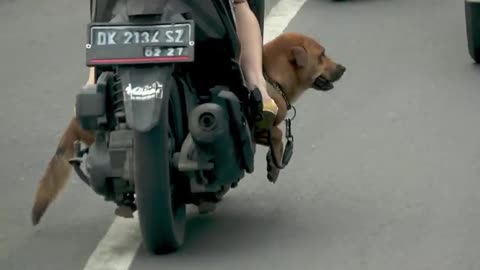 Dog happily rides on scooter through busy streets of Bali