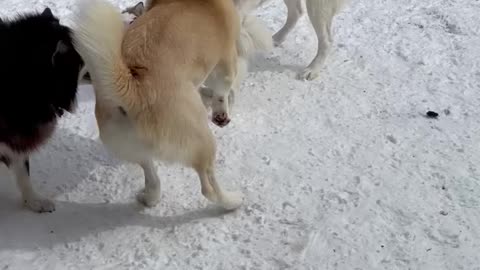 Texas Snow: Dogs playing with the snow