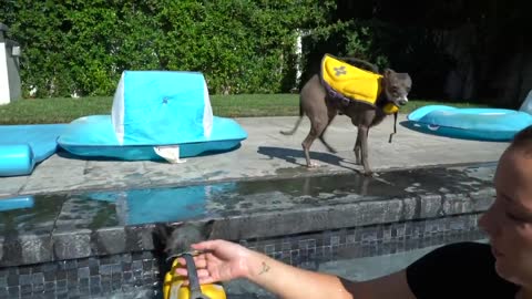 How to teach dogs to swim