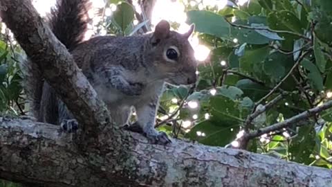 Cute squirrel encounter