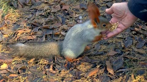 squirrel eating nuts from hand-squirrel eating nuts funny-squirrel eating nuts video