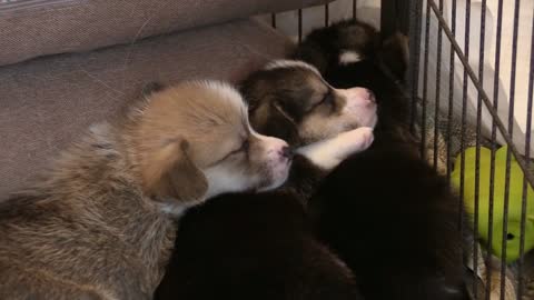 3 puppies taking a nap