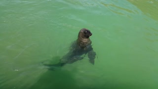 Seal begs for a fish