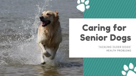 Caring For Senior Dogs. Things You Must Change As Your Dog Gets Older!