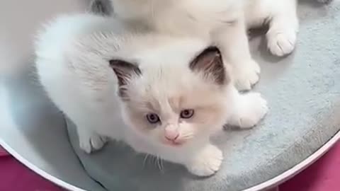 Cute munchkin baby kitten talks too much