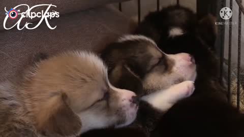 the cute puppies sleeping