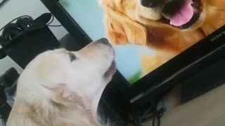 Golden retriever barking at photo of smiling golden retriever on tv microphone in face