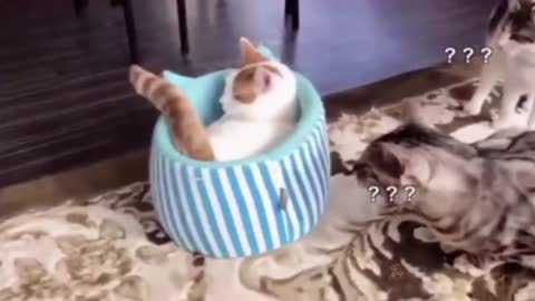Cat videos-funny