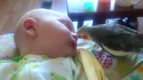 Cockatiel gives sing and kiss to a baby.👶