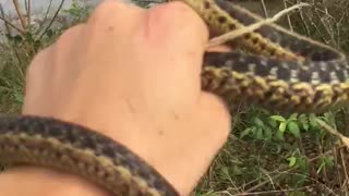 Garter snake catch!!