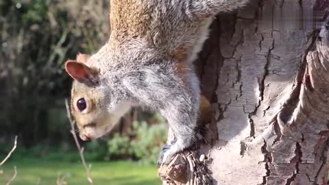 The naughty little squirrel is playing in the tree