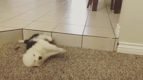 Puppy falls off step with adorable little flop