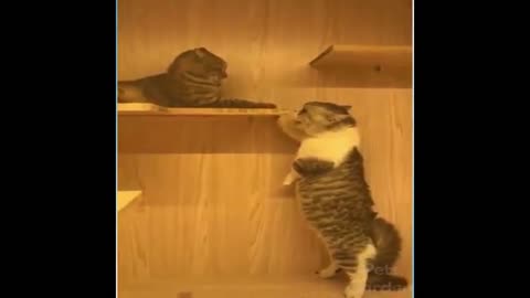 A Fight In Between Two Felines