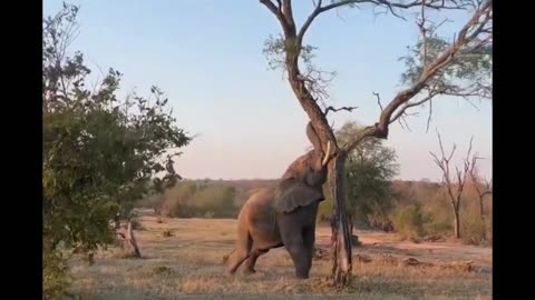 Magnificent elephant cutting down a tree 🐘🌳