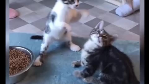 Cat Comedy Video Cat Funny video Part41 #CatShort #CatVideo