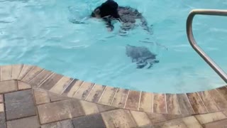 Dolphin dog