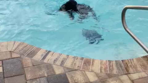 Dolphin dog