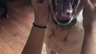 Dog smiling with mouth open while getting cheeks scratched