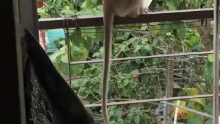 Monkey Makes Off with Food from Fridge