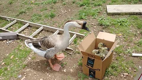 Desmond and Molly Meet Their Goslings 5-22-21